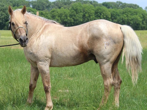 Light-colored horse standing in a grassy field with a branded mark on its hindquarters.