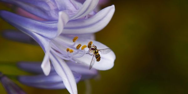 Insect on a purple flower collecting pollen.