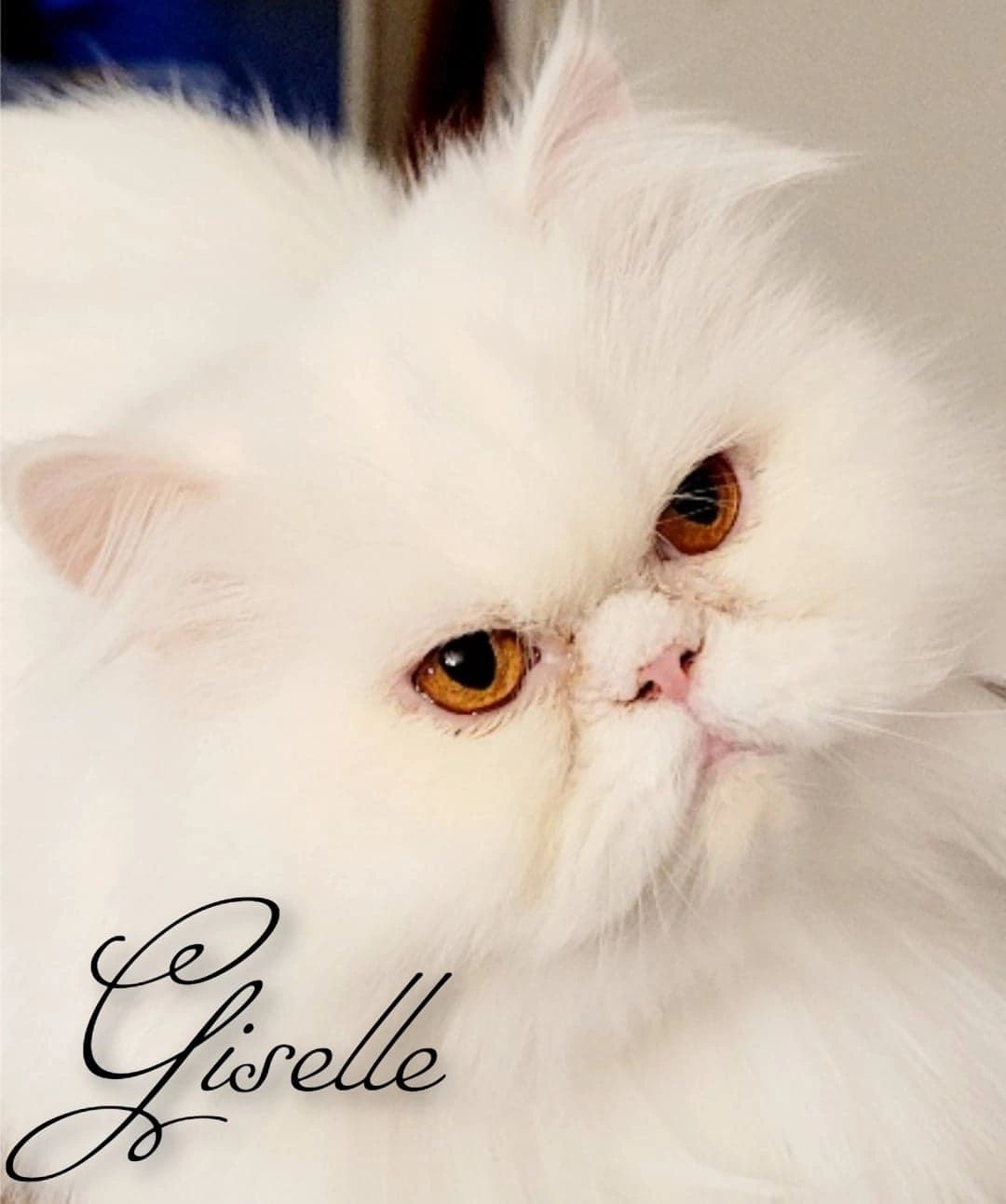 Giselle came to our cattery Oct. 6, 2018. She was a ball of white fluff with liquid gold eyes