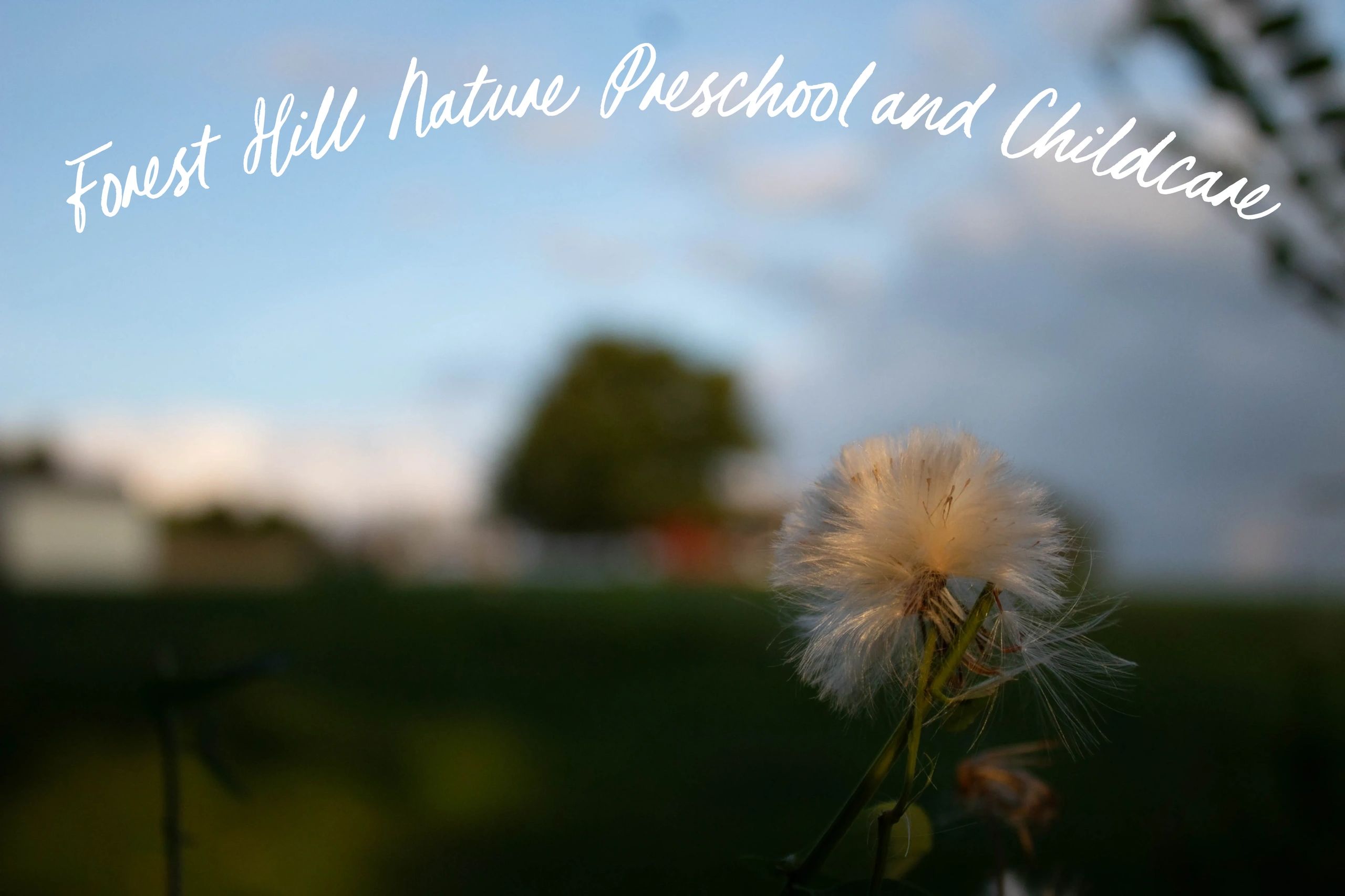 Forest Hill Nature Preschool and Childcare