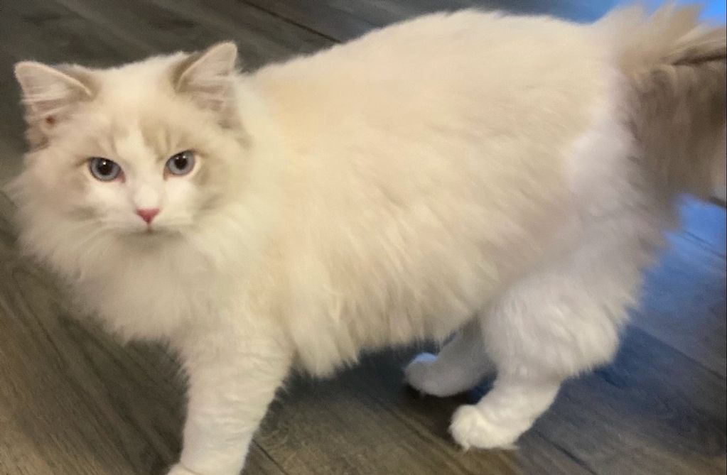 ragdoll cat , ragdoll kitten , 