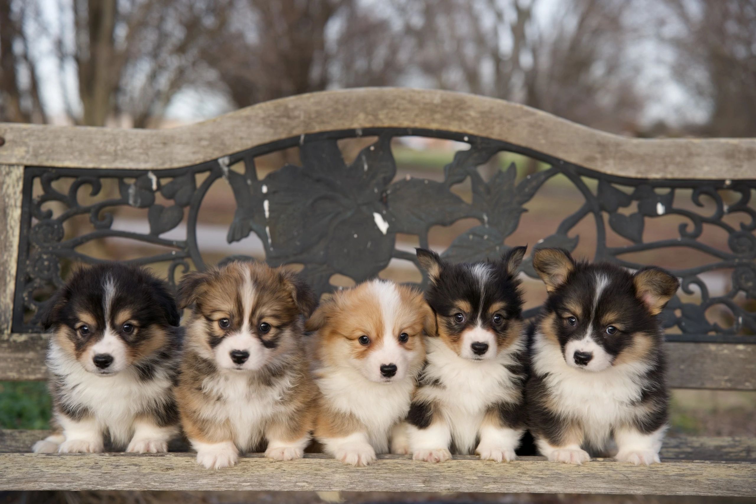 Corgi puppies for sale near me<br>Corgi puppies for sale<br>Welsh corgi puppies for sale <br>Corgis for sale <br>corgi breeders near me