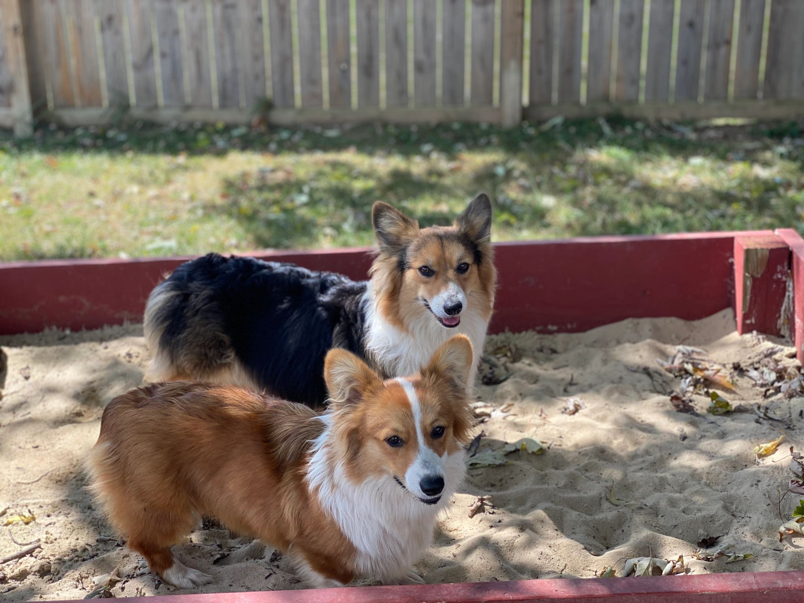 do corgis ever stop shedding