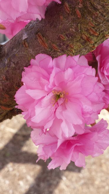 Photo of cherry blossoms in Oregon