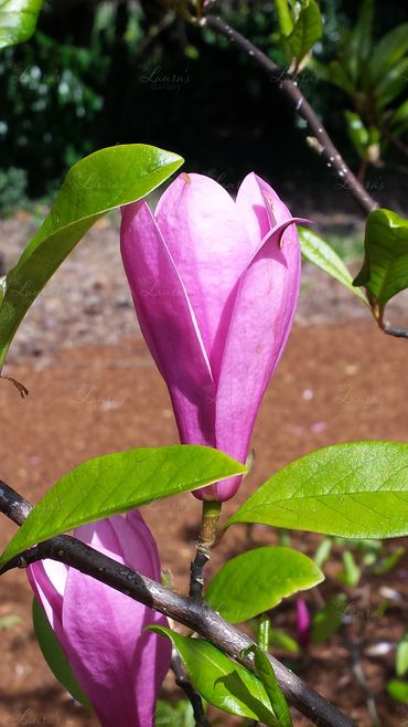 Photo of a purple flower in Oregon