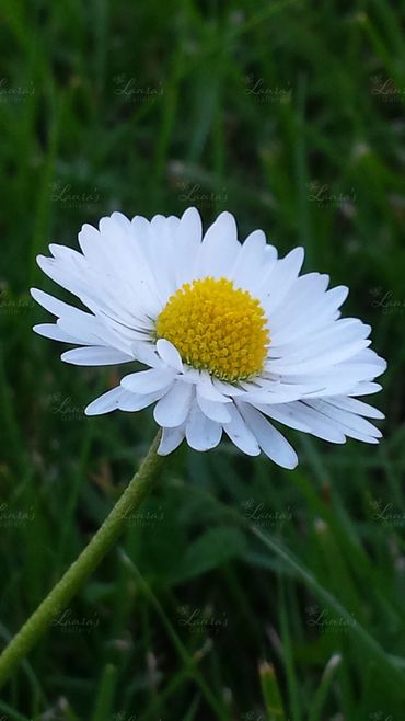 Photo of a daisy in Oregon