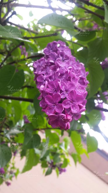 Photo of lilac flowers in Washington