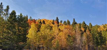 Photo of changing leaves in Colorado