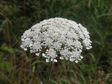 Photo of a queen anne's lace in Oregon
