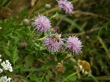 Photo of a bumblebee get nectar from a purple flower in Oregon