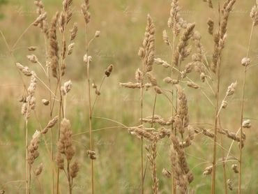 Photo of wheat in Oregon