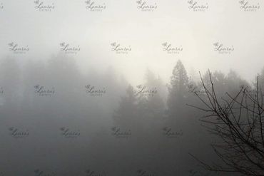 Photo of fog covered trees in Oregon
