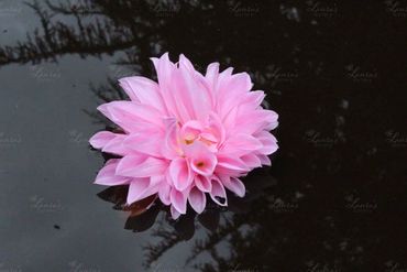 Photo of a large pink waterlily in Oregon