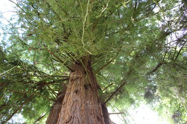 Photo of tree from below in Oregon