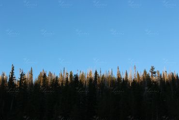 Photo of tree line at sunset in Oregon