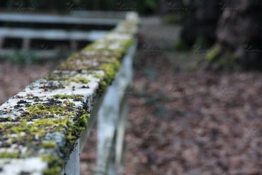 Photo of a moss covered fence in Oregon