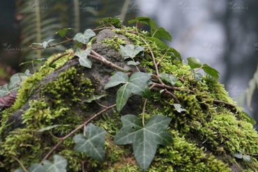 Photo of rock covered in moss and ivy in Oregon