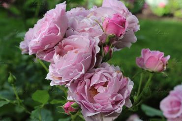 Photo of pink roses in Utah