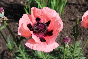 Photo of a pink poppy in Washington