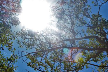 Photo of the sun breaking through the trees in Oregon