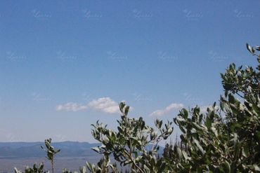 Photo of blue sky and a tree in Colorado