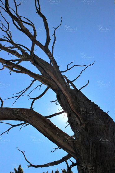 Photo of a tree from below in Colorado