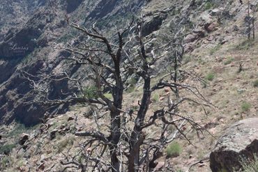 Photo of a tree in the Royal Gorge in Colorado