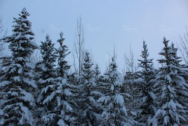 Photo of snow covered trees in Jackson Hole