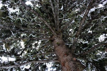Photo of a snow covered tree from below in Wyoming
