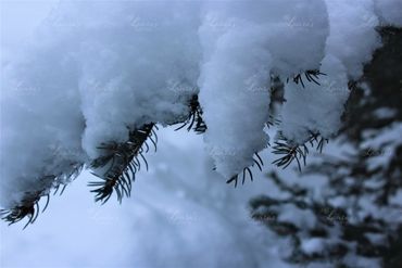 Photo of snow on a tree branch in Jackson Hole