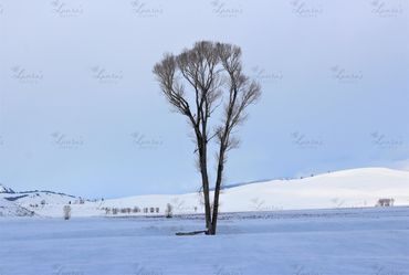 Photo of lone tree in Wyoming