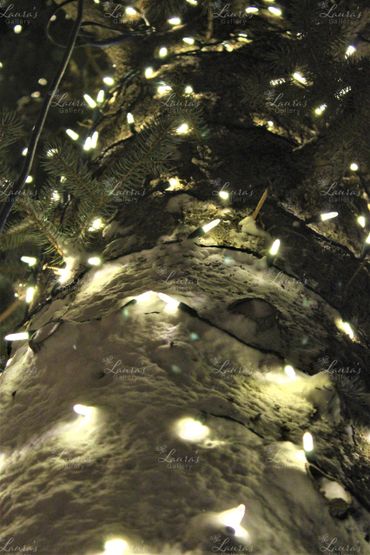 Photo of snow covered tree wrapped in lights in Jackson Hole