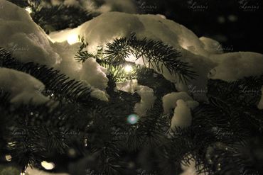 Photo of snow covered tree branch wrapped in lights in Jackson Hole