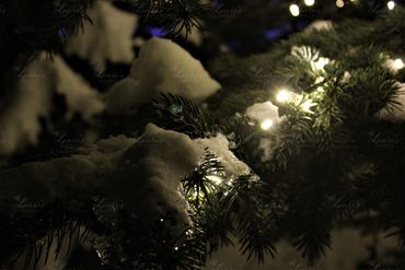 Photo of snow covered tree branch wrapped in lights in Jackson Hole