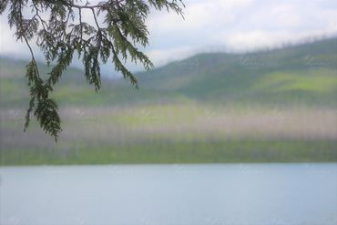Photo of pine needles at Glacier National Park