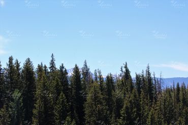 Photo of tree line in Washington