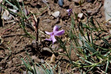 Photo of small pink flowers in Colorado