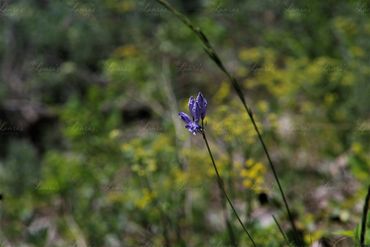 Photo of small purple flowers in Colorado