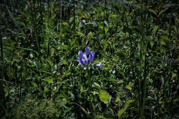 Photo of a small purple flower in Colorado