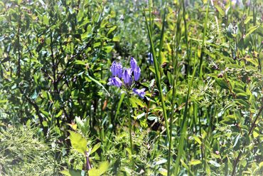 Photo of small purple flowers in Colorado