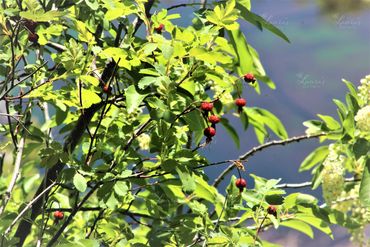 Photo of a berry bush in Oregon
