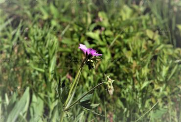 Photo of small pink flowers in Colorado