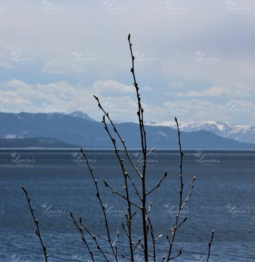 Photo of tree in Montana