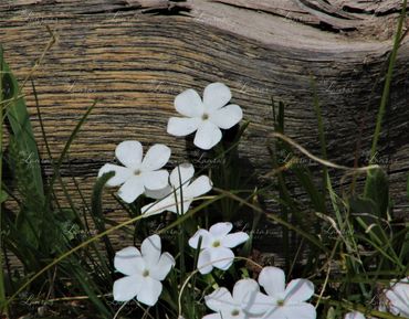 Photo of small white flowers in Colorado