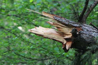 Photo of a broken off tree trunk in Oregon