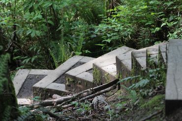 Photo of stair steps on a trail in Washington