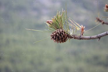 Photo of a pinecone in Washington