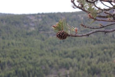 Photo of a pinecone in Washington