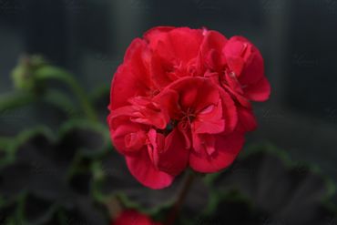 Photo of a re flower in Washington