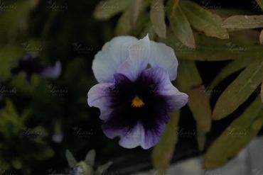 Photo of a purple pansy in Washington